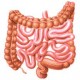 Оценка функционального состояния органов пищеварения на УВИП "ВедаПульс". Пищеварение в тонком кишечнике