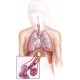 Оценка системы дыхания на УВИП ВедаПульс